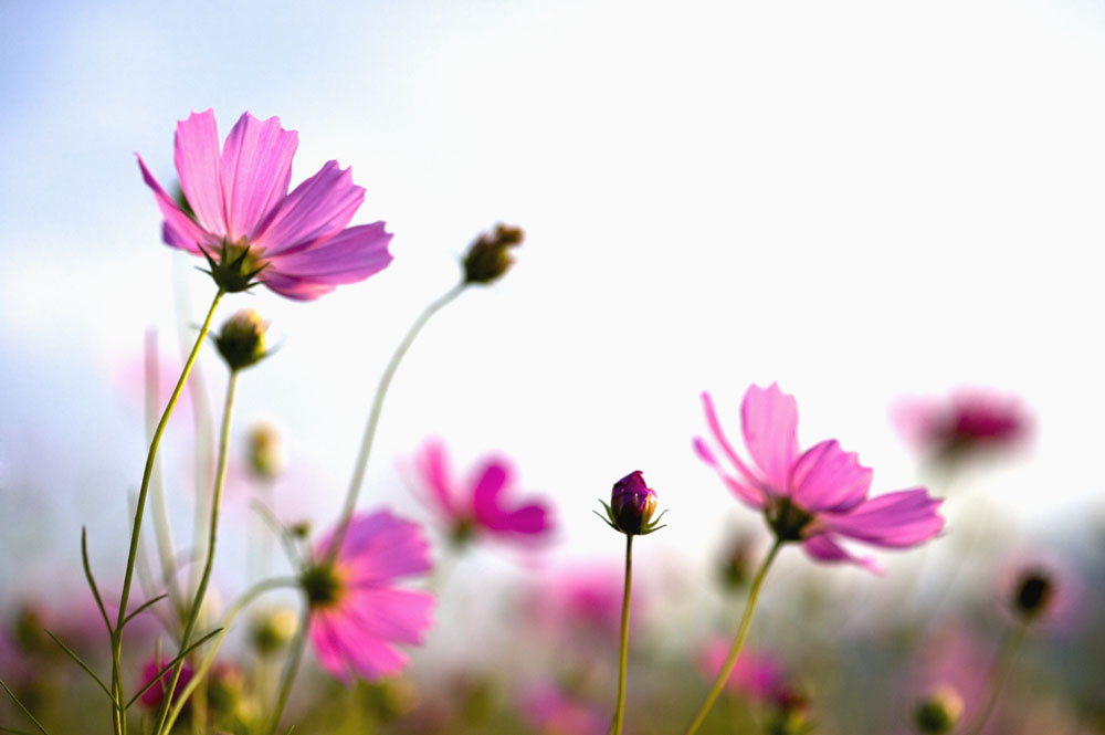 1559807778524317.jpg 2019 新年暢想.jpg